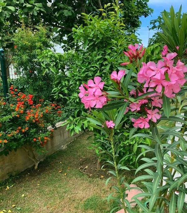 Blühender Garten der Anlage